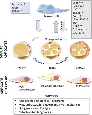 Adipogenesis in Different Body Depots and Tumor Development